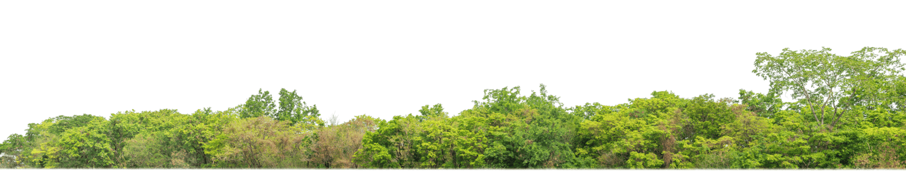 Green Trees on transparent background. are Forest and foliage in summer for both printing and web pages with cut path and alpha channel png