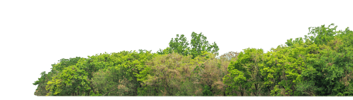 Green Trees on transparent background. are Forest and foliage in summer for both printing and web pages with cut path and alpha channel png