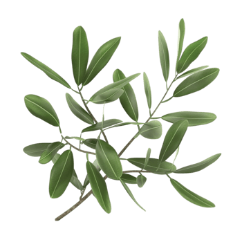 Olive branch with leaves on a transparent background. png