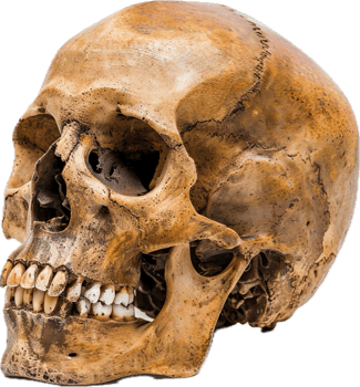Weathered Human Skull Close-up. png