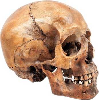 Weathered Human Skull Close-up. png