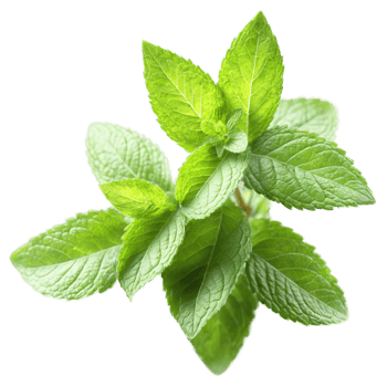 Mint leaves bursting out in a cool invigorating explosion Mentha Food and Culinary concept png