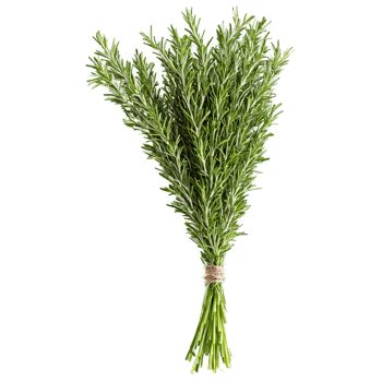 Rosemary with needle like leaves and stems in dramatic bunch Food and culinary concept png
