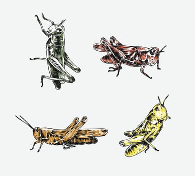 Collection of hand drawn grasshopper sketch engraving. Different pose, action. Isolated background. Graphic illustration. vector
