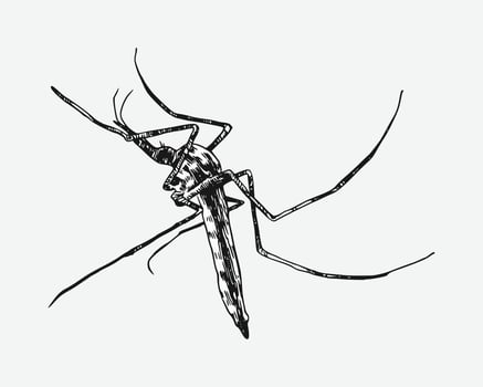 Mosquito drawing. Isolated on white background. Different action, pose, Monochrome hand drawn illustration. vector