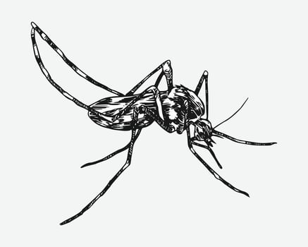 Mosquito drawing. Isolated on white background. Different action, pose, Monochrome hand drawn illustration. vector