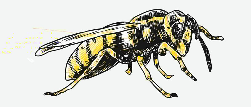 Hand drawn wasp sketch, engraving. Different pose, action. Isolated background. Graphic illustration. vector