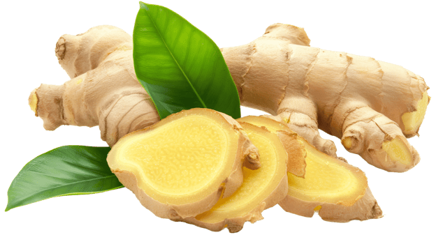 Fresh ginger root slices with leaves on the transparent background, Format png