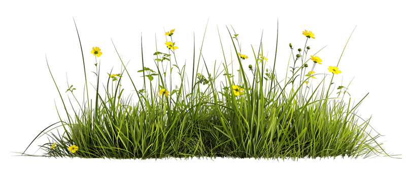 Vibrant Yellow Flowers Transparent Background Cutout png