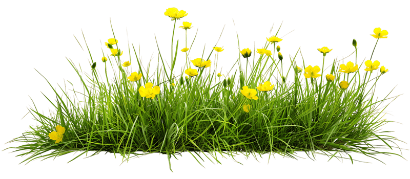 Golden Glow Transparent Background Yellow Flowers png