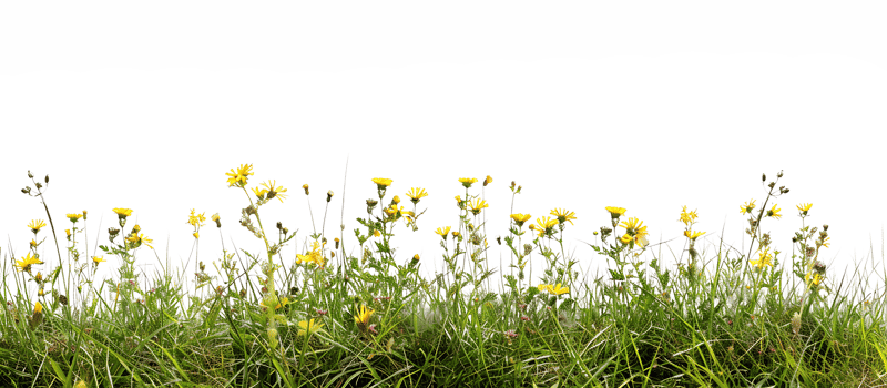 Sunny Serenity Grass Foreground with Yellow Flowers png
