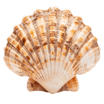 Pristine Seashell Transparent Cutout png
