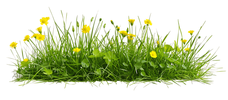 Radiant Yellow Blossoms Grass Foreground Cutout png