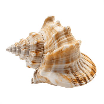 Shimmering Seashell Transparent Background Cutout png