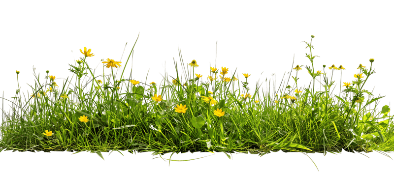 Sunny Bliss Isolated Yellow Flowers with Transparency png