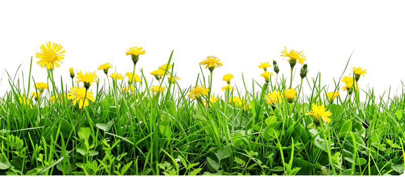 Isolated Yellow Flowers Amidst Lush Grass png