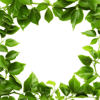 Sylvan Surrounding Isolated Leaf Border png