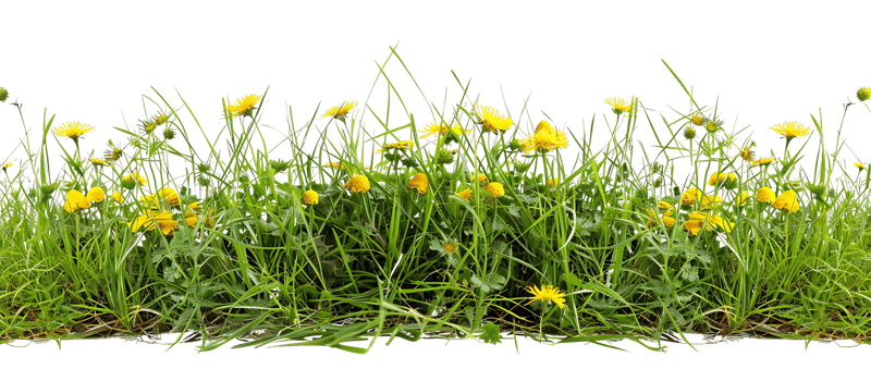 Bright Yellow Floral Cutout on Transparent Backdrop png