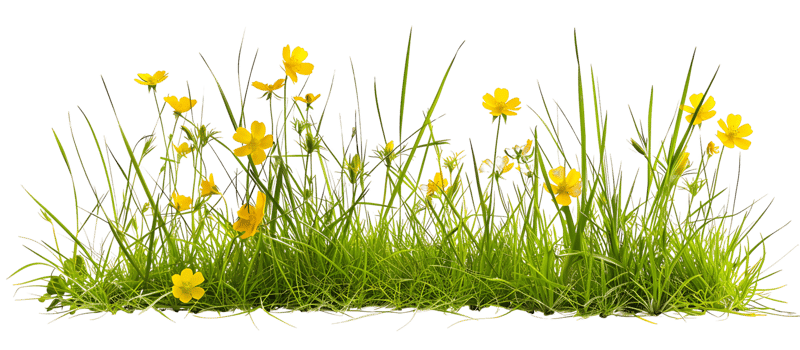Springtime Splendor Transparent Background Yellow Flowers png