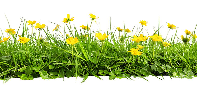 Sunlit Yellow Flowers Transparent Foreground Isolation png