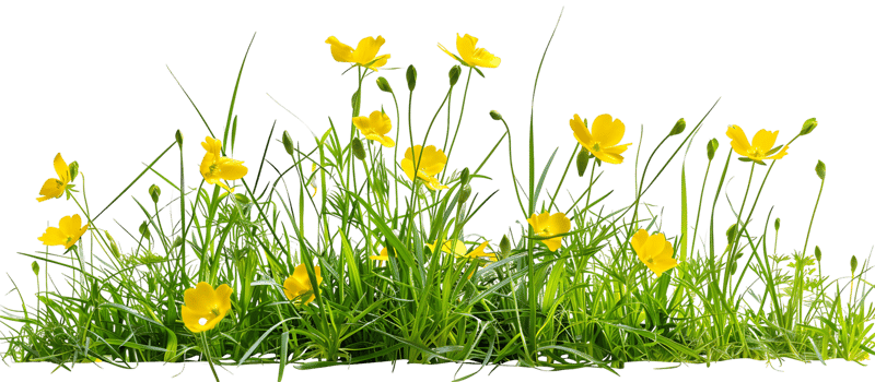 Floral Focus Isolated Yellow Blooms with Transparency png