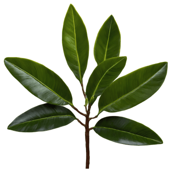 ZZ plant leaf glossy dark green oval leaf with waxy texture Zamioculcas zamiifolia png