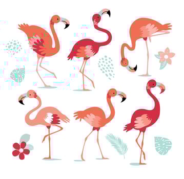 Set of pink flamingos. Exotic bird in different poses. Flamingos with beautiful pink wings. illustration vector