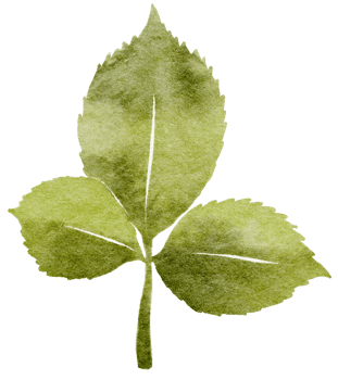 Watercolor Green Leave png