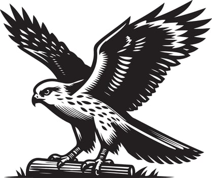 harrier bird illustration black vector