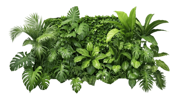 green garden walls plant with green leaves isolated on transparent background png