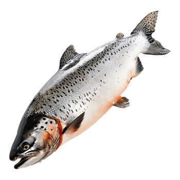 Set of salmon fish. Salmon fish on transparent background. png