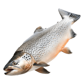 Set of salmon fish. Salmon fish on transparent background. png