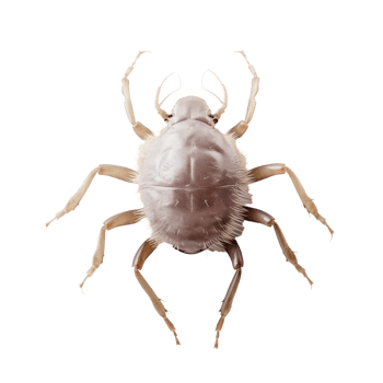 Parasite Mite on Isolated Background. png