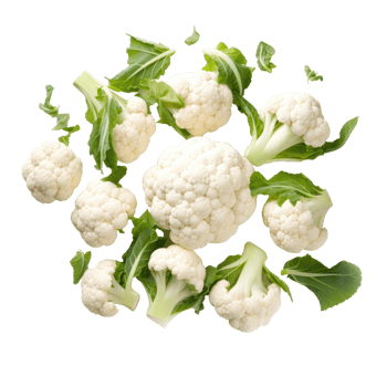 Organic Cauliflower Heads and Florets with Leaves on Isolated Background. png