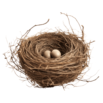 Bird's Nest With Two Eggs On Isolated Background. png