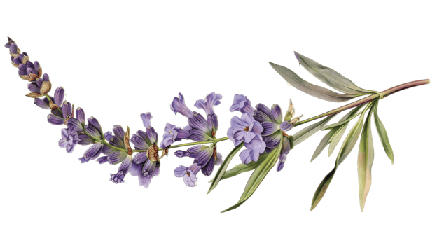 Lavender flower on the Transparent Background, Format png