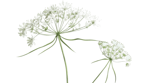 Queen Anne's Lace flower on the Transparent Background, Format png