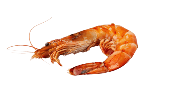 Roasted peeled prawn on the Transparent Background, Format png