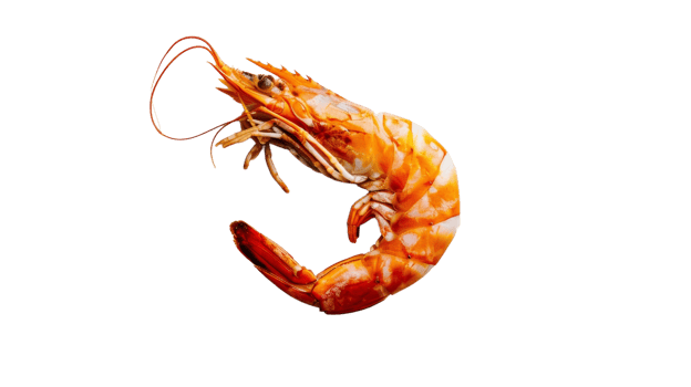 Prawn, roasted and peeled. on the Transparent Background, Format png