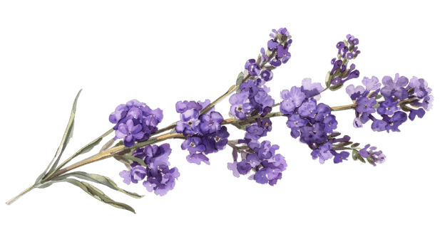 Statice flower on the Transparent Background, Format png