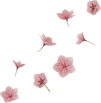 floating cherry blossom flower png