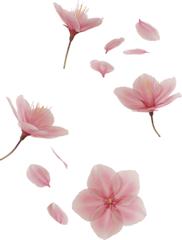 floating cherry blossom flower png