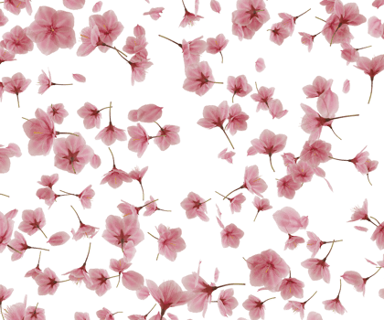 falling cherry blossom flower png