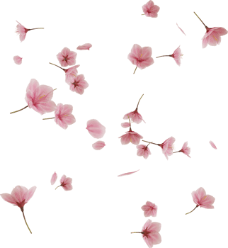 flying pink cherry blossom petal png