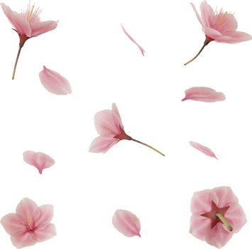flying pink cherry blossom petal png