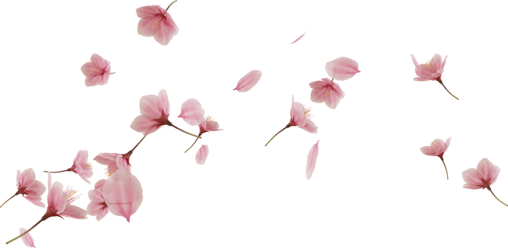 flying pink cherry blossom petal png