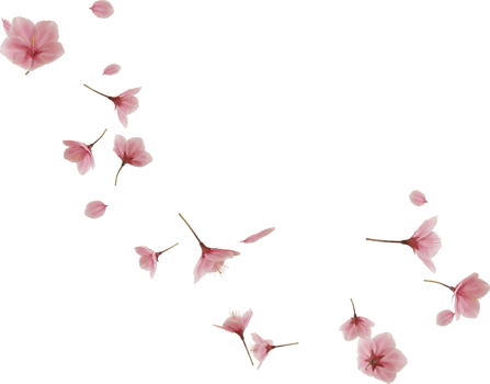 falling cherry blossom flower png