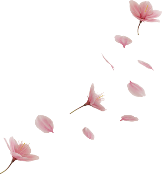 flying pink cherry blossom petal png