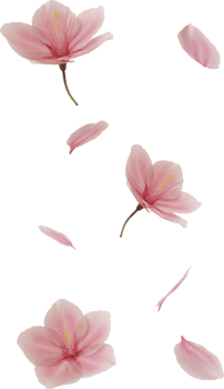floating cherry blossom flower png