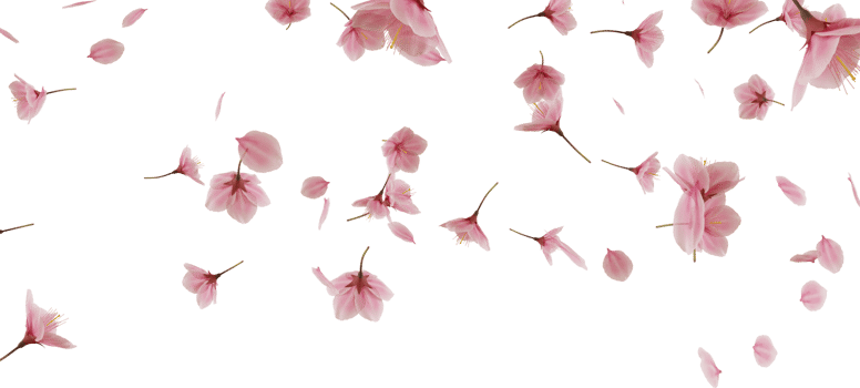 falling cherry blossom flower png